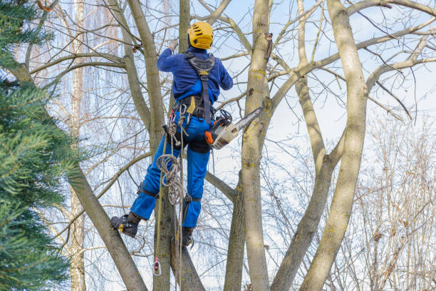 How Our Tree Care Process Works  in  Rosanky, TX