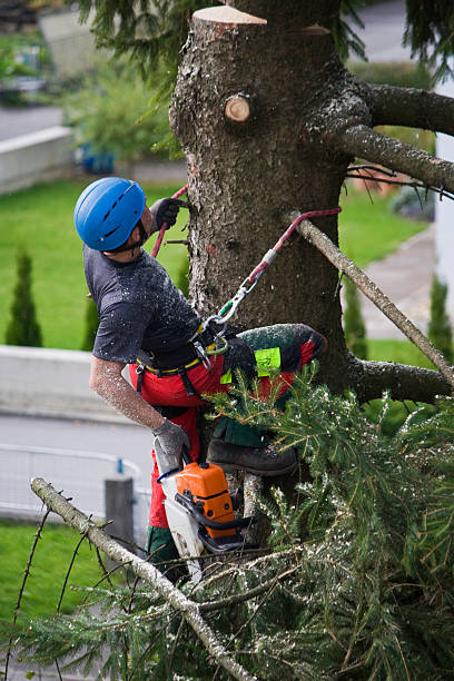 Best Lawn Maintenance Plans  in Rosanky, TX