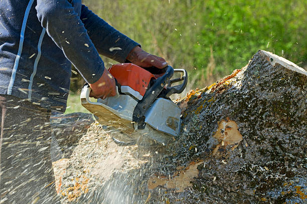 Trusted Rosanky, TX Tree Services Experts