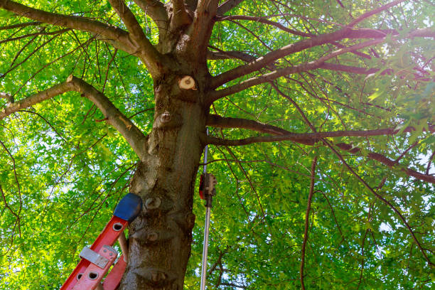 Best Emergency Tree Removal  in Rosanky, TX